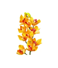 Orange Orchid With Pink Stamen 71cm