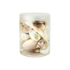 Sea Shell Set